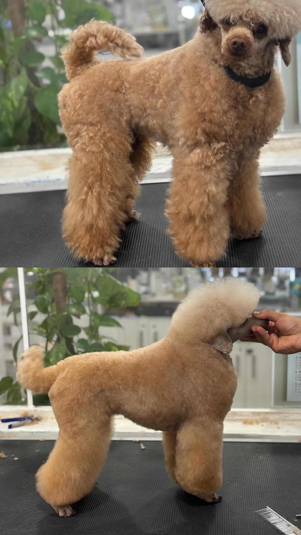 Peluquería Canina Premium en Pozuelo | Guau Q Spa – Estética y Bienestar Profesional