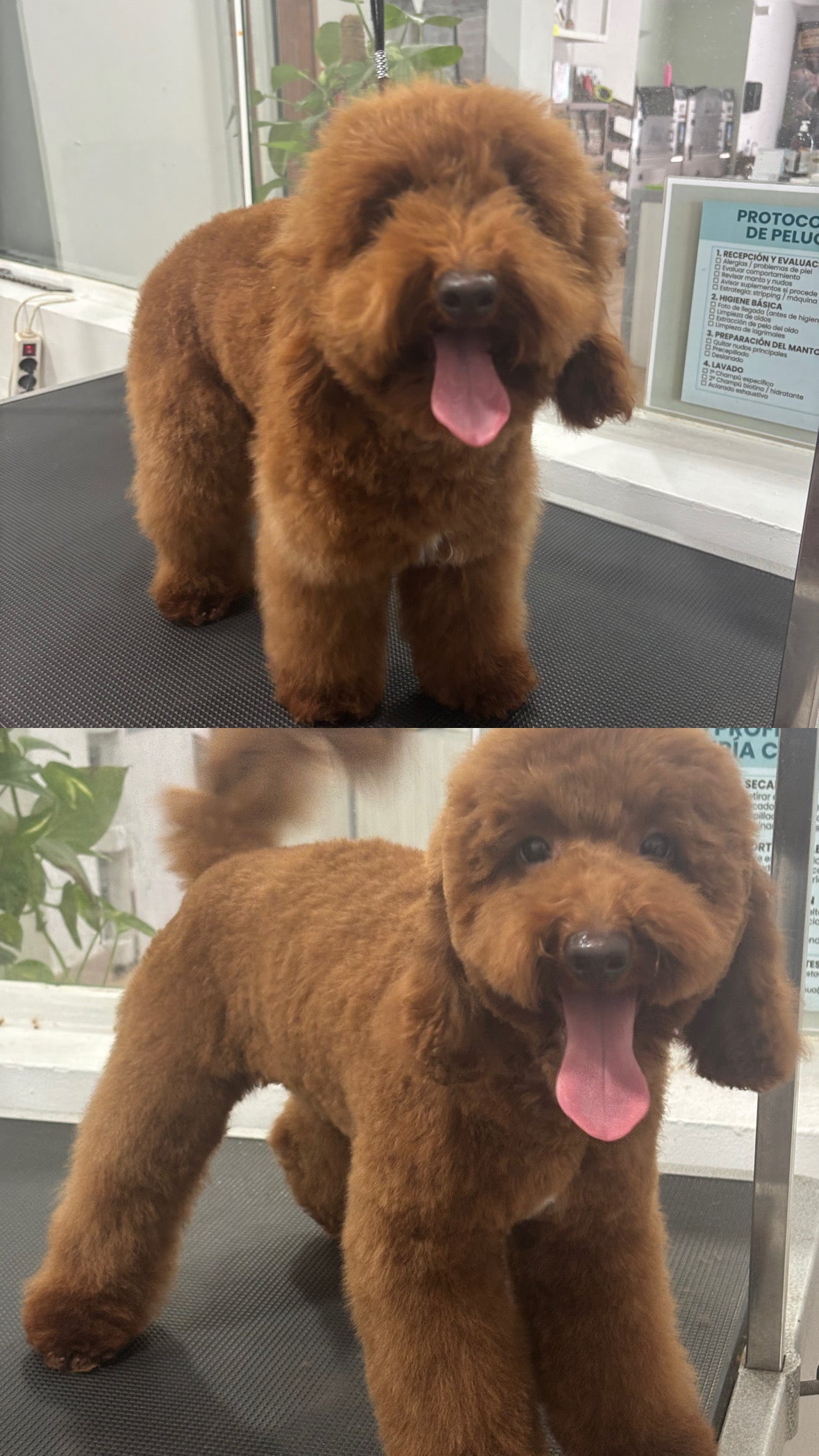 Peluquería Canina Premium en Pozuelo | Guau Q Spa – Estética y Bienestar Profesional
