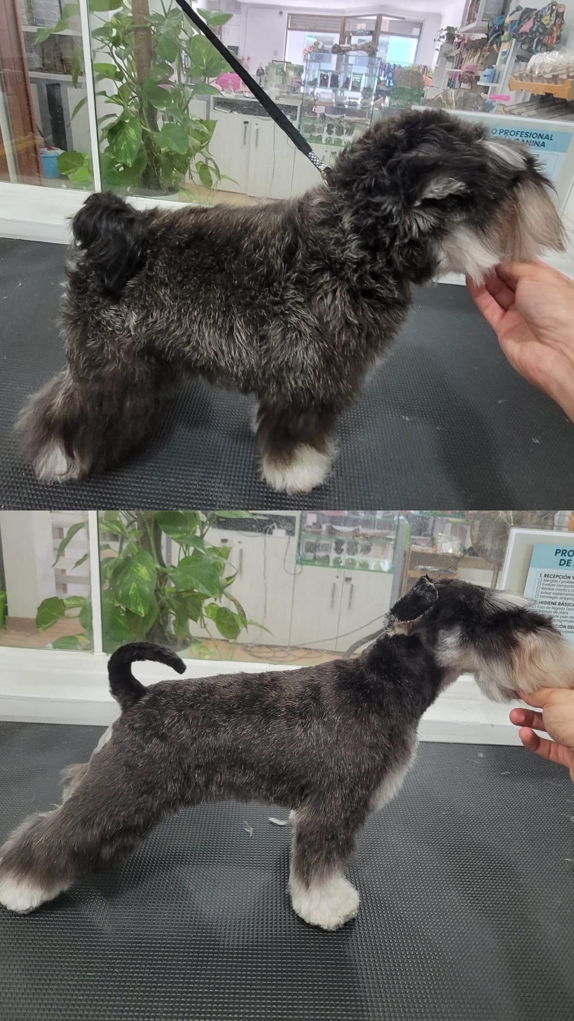 Peluquería Canina Premium en Pozuelo | Guau Q Spa – Estética y Bienestar Profesional