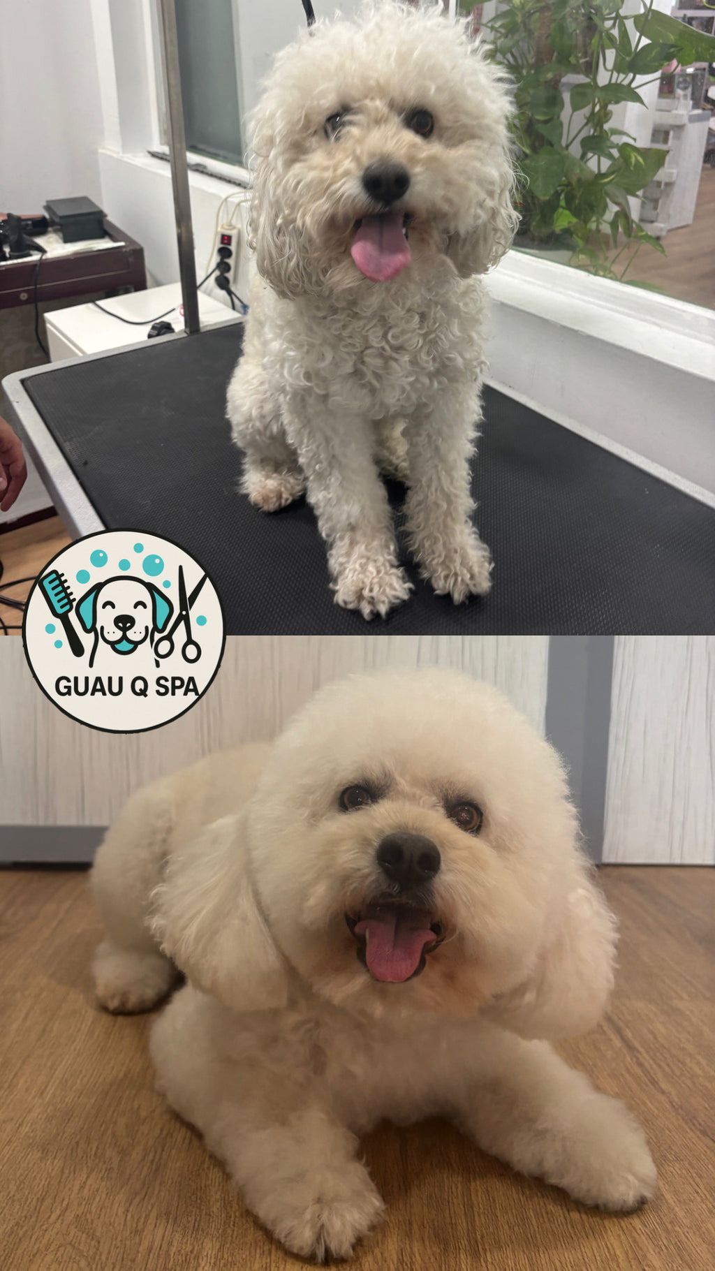 Peluquería Canina Premium en Pozuelo | Guau Q Spa – Estética y Bienestar Profesional