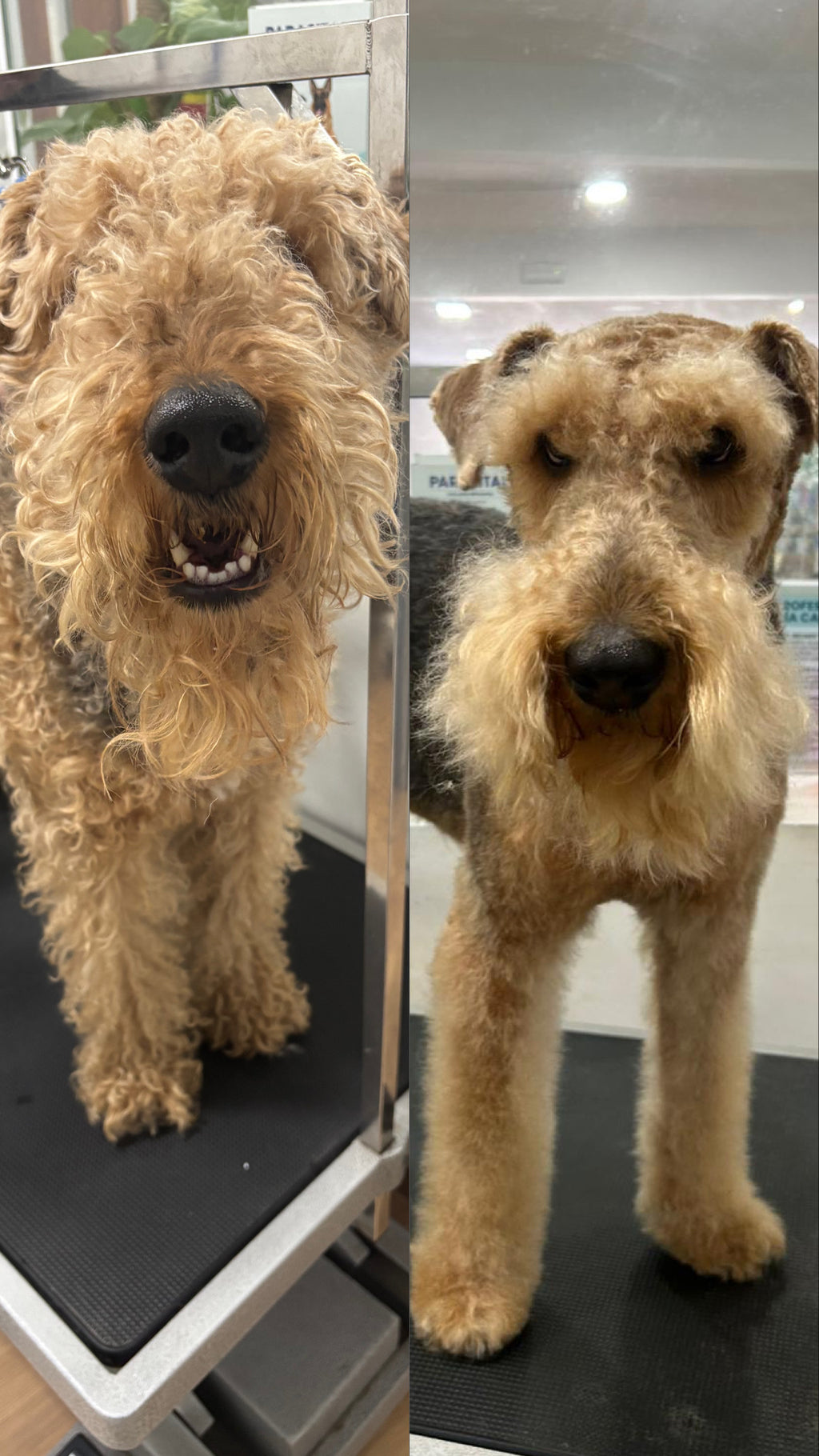 Peluquería Canina Premium en Pozuelo | Guau Q Spa – Estética y Bienestar Profesional