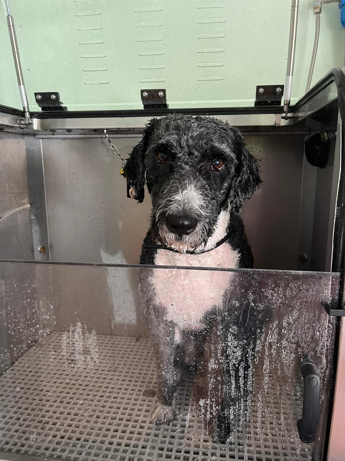 Tarjeta 10 Autolavados