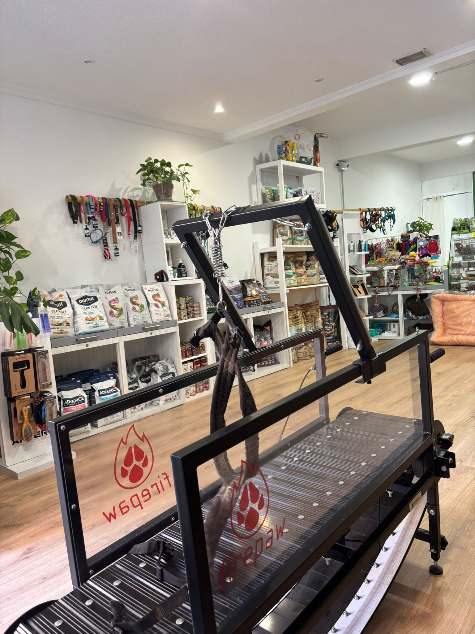 Fitness Canino (Slatmill) – 20 min